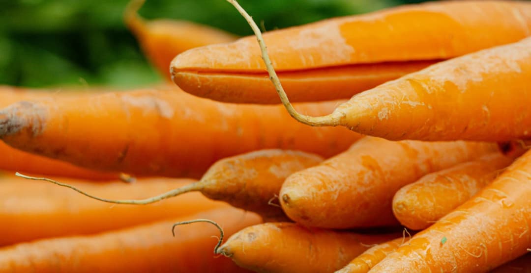Comment Planter des Carottes : Guide Complet pour une Récolte Savoureuse