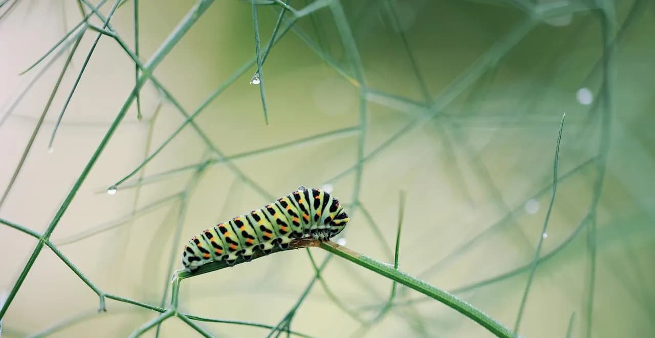 Chenilles vertes : identification et contrôle au jardin