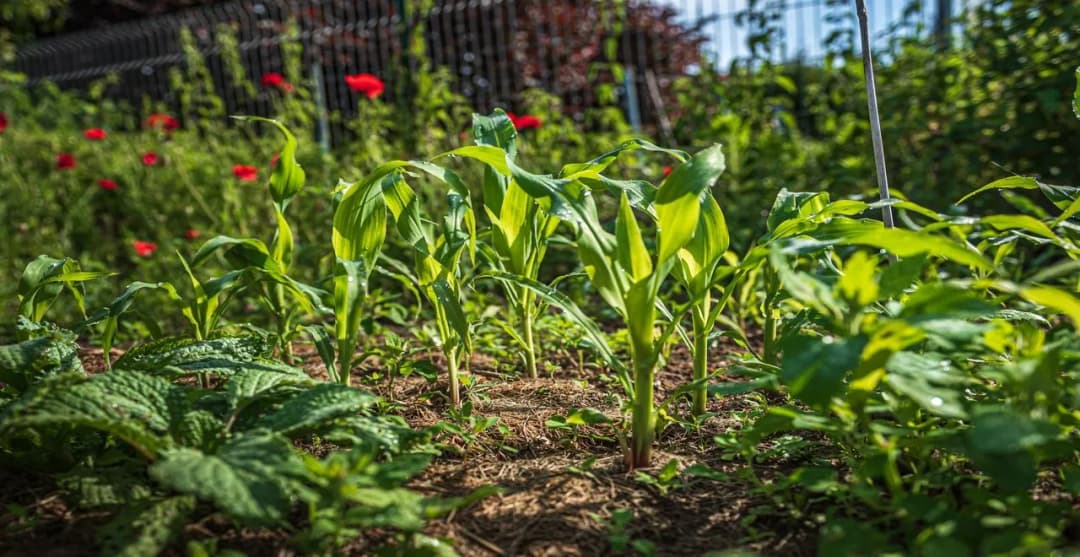 Comment créer un potager en pleine terre